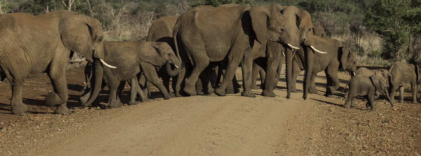Elephants crossing road in Africa 